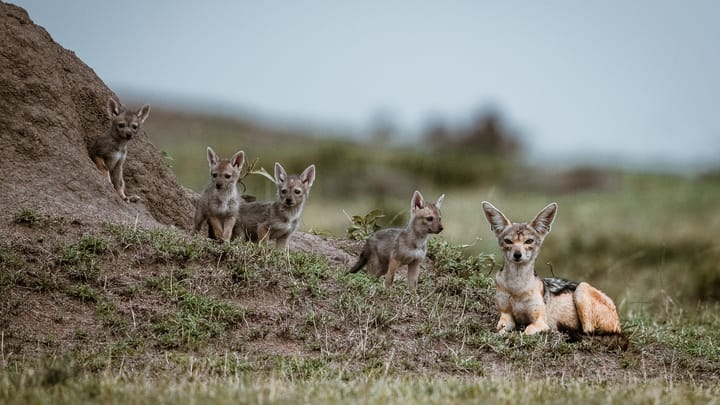 Interpol’s Jackal IV Disrupts West African Crime Infrastructure