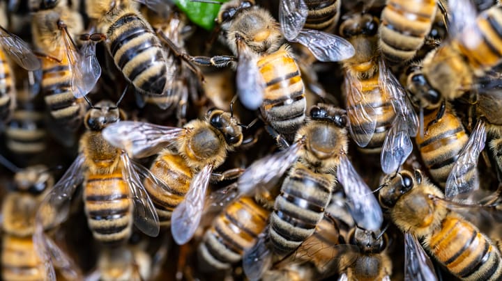 Papercut AI Swarm Attack Heralds Changes for Cyber Kill Chain